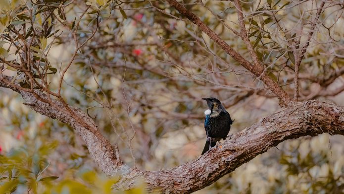 Tui